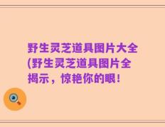 野生灵芝道具图片大全(野生灵芝道具图片全揭示，惊艳你的眼！
