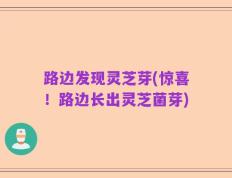 路边发现灵芝芽(惊喜！路边长出灵芝菌芽)