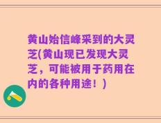 黄山始信峰采到的大灵芝(黄山现已发现大灵芝，可能被用于药用在内的各种用途！)