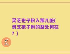 灵芝孢子粉入那几脏(灵芝孢子粉的益处何在？)