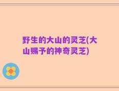 野生的大山的灵芝(大山赐予的神奇灵芝)