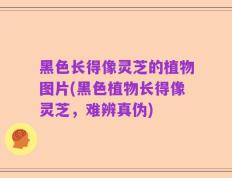 黑色长得像灵芝的植物图片(黑色植物长得像灵芝，难辨真伪)