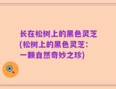 长在松树上的黑色灵芝(松树上的黑色灵芝：一颗自然奇妙之珍)