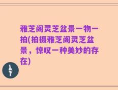雅芝阁灵芝盆景一物一拍(拍摄雅芝阁灵芝盆景，惊叹一种美妙的存在)