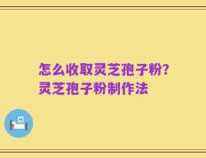 怎么收取灵芝孢子粉？灵芝孢子粉制作法