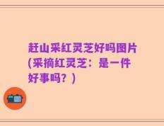 赶山采红灵芝好吗图片(采摘红灵芝：是一件好事吗？)