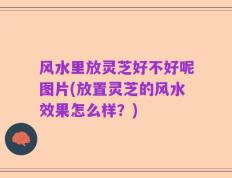 风水里放灵芝好不好呢图片(放置灵芝的风水效果怎么样？)