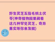 野生灵芝五指毛桃土伏苓(神奇植物园里藏着这几种罕见灵芝，奇异果实等你来发掘)