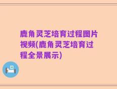 鹿角灵芝培育过程图片视频(鹿角灵芝培育过程全景展示)