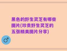 黑色的野生灵芝有哪些图片(珍贵野生灵芝的五张精美图片分享)