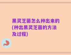 黑灵芝菌怎么种出来的(种出黑灵芝菌的方法及过程)