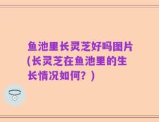 鱼池里长灵芝好吗图片(长灵芝在鱼池里的生长情况如何？)