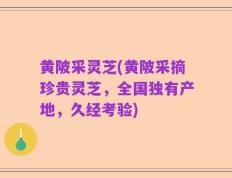 黄陂采灵芝(黄陂采摘珍贵灵芝，全国独有产地，久经考验)
