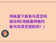鸡枞菌下面有乌灵芝吗能吃吗(鸡枞菌种植时能与乌灵芝搭配吗？)