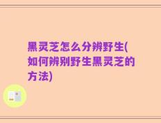 黑灵芝怎么分辨野生(如何辨别野生黑灵芝的方法)