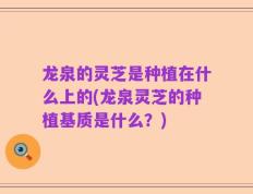 龙泉的灵芝是种植在什么上的(龙泉灵芝的种植基质是什么？)