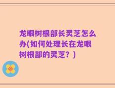 龙眼树根部长灵芝怎么办(如何处理长在龙眼树根部的灵芝？)