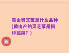 黄山灵芝菜是什么品种(黄山产的灵芝菜是何种蔬菜？)