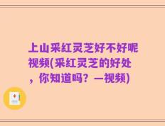 上山采红灵芝好不好呢视频(采红灵芝的好处，你知道吗？—视频)