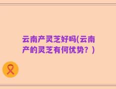云南产灵芝好吗(云南产的灵芝有何优势？)