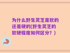 为什么野生灵芝是软的还是硬的(野生灵芝的软硬程度如何区分？)