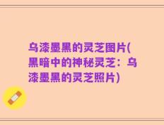 乌漆墨黑的灵芝图片(黑暗中的神秘灵芝：乌漆墨黑的灵芝照片)