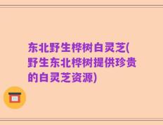 东北野生桦树白灵芝(野生东北桦树提供珍贵的白灵芝资源)