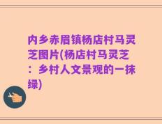 内乡赤眉镇杨店村马灵芝图片(杨店村马灵芝：乡村人文景观的一抹绿)