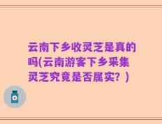 云南下乡收灵芝是真的吗(云南游客下乡采集灵芝究竟是否属实？)