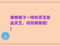 像根棍子一样的灵芝极品灵芝，功效赛根棍!)