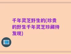 千年灵芝野生的(珍贵的野生千年灵芝珍藏待发现)