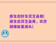 原生态野生灵芝桑黄(原生态灵芝桑黄，天然健康能量源头)