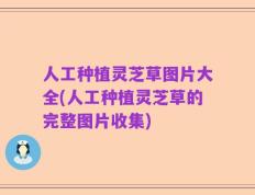 人工种植灵芝草图片大全(人工种植灵芝草的完整图片收集)