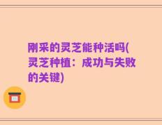 刚采的灵芝能种活吗(灵芝种植：成功与失败的关键)