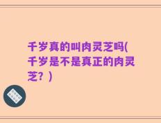 千岁真的叫肉灵芝吗(千岁是不是真正的肉灵芝？)