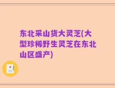东北采山货大灵芝(大型珍稀野生灵芝在东北山区盛产)