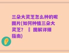 三朵大灵芝怎么种的呢图片(如何种植三朵大灵芝？ – 图解详细指南)