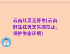 云南红灵芝野生(云南野生红灵芝采摘禁止，保护生态环境)