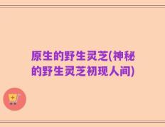 原生的野生灵芝(神秘的野生灵芝初现人间)