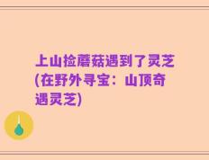 上山捡蘑菇遇到了灵芝(在野外寻宝：山顶奇遇灵芝)