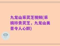 九龙山采灵芝视频(采摘珍贵灵芝，九龙山美景令人心醉)