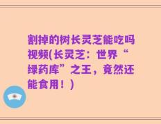 割掉的树长灵芝能吃吗视频(长灵芝：世界“绿药库”之王，竟然还能食用！)