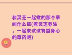 和灵芝一起煮的那个草叫什么草(煮灵芝养生，一起来试试有益身心的草药吧)