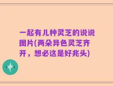 一起有儿种灵芝的说说图片(两朵异色灵芝齐开，想必这是好兆头)