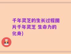 千年灵芝的生长过程图片千年灵芝 生命力的化身)