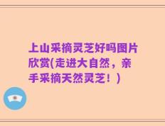 上山采摘灵芝好吗图片欣赏(走进大自然，亲手采摘天然灵芝！)
