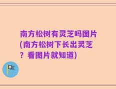 南方松树有灵芝吗图片(南方松树下长出灵芝？看图片就知道)