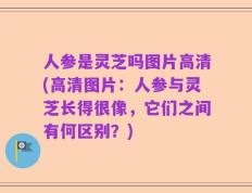 人参是灵芝吗图片高清(高清图片：人参与灵芝长得很像，它们之间有何区别？)