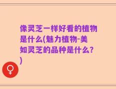 像灵芝一样好看的植物是什么(魅力植物-美如灵芝的品种是什么？)