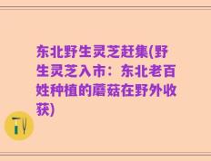 东北野生灵芝赶集(野生灵芝入市：东北老百姓种植的蘑菇在野外收获)